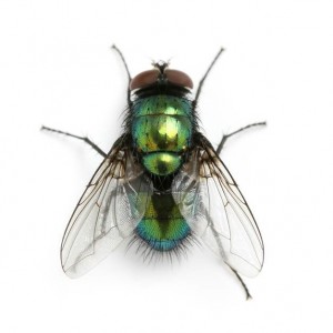 Cluster Flies - The Unwelcome Holiday Home Guests