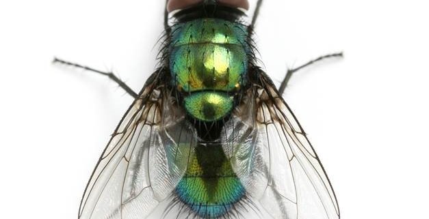 Cluster Flies - The Unwelcome Holiday Home Guests