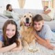 Dog friendly holiday home insurance